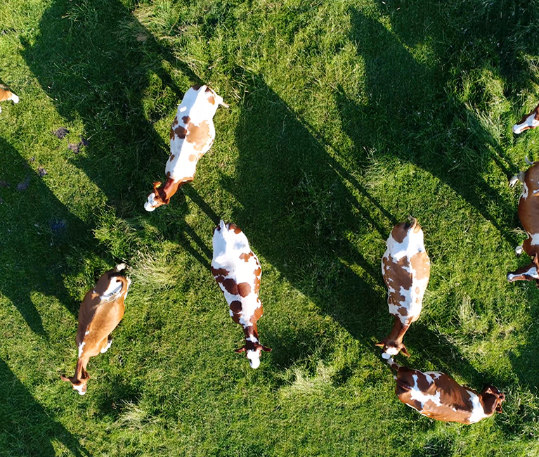 Immagine carne biologica