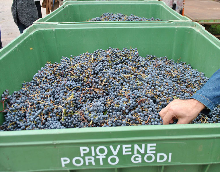 Cantina Piovene Porto Godi